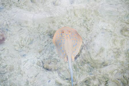 Blue dotted stingray floating under the waterの写真素材