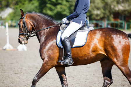 Bay horse with rider at dressage competitionsの写真素材