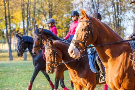 Group of teenage girls riding horses in autumn park. Equestrian sport background with copy spaceの写真素材