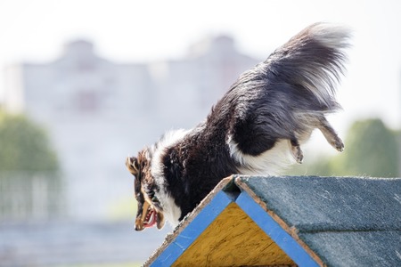 Dog in agility competitionの写真素材