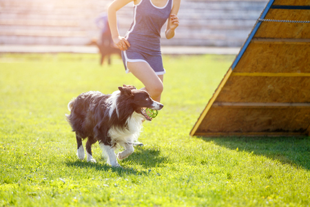 Dog with handler running in agility competitionの写真素材