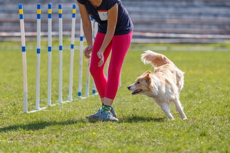 Dog with handler at the slalom in agility trialの写真素材
