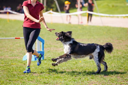 Dog with handler running in agility competitionの写真素材
