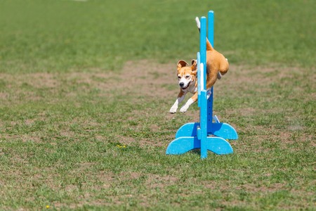 Dog jumping over hurdle in agility competitionの写真素材
