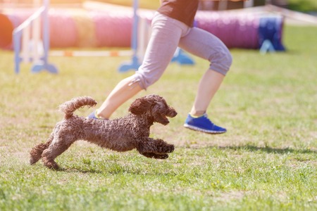Dog with handler running in agility competitionの写真素材