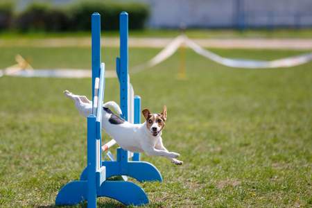 Dog jumping over hurdle in agility competitionの写真素材