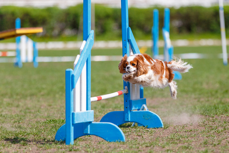 Small dog jumping over an obstacle on its course in dog agility sport competitionの写真素材