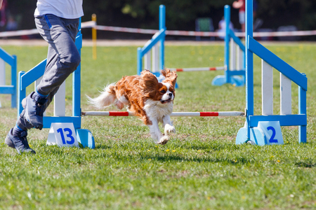 Cavalier king charles spaniel with his handler overcome the obstacle