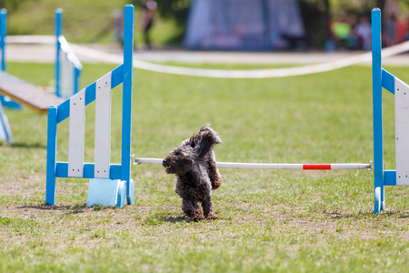 Small cute dog jumping over the obstacle on dog agility sport competitionの写真素材