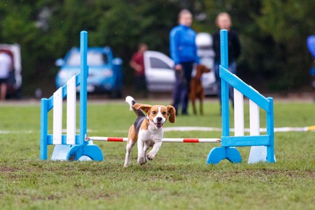 Small cute dog jumping over the obstacle on dog agility sport competition.の写真素材