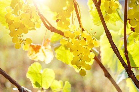 Ripe juicy white grapes on vine in the gardenの写真素材
