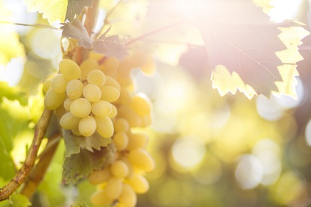 Ripe juicy white grapes on vine in the garden. Sunny vineyard grapes backgroundの写真素材