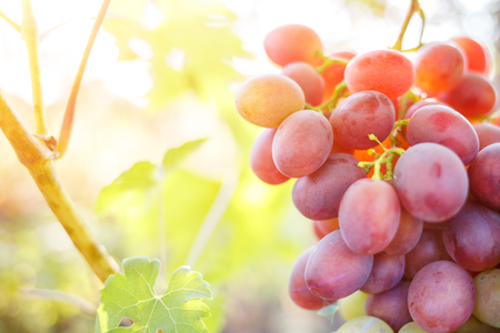 Ripe purple grapes on vines in sunbeams.の写真素材