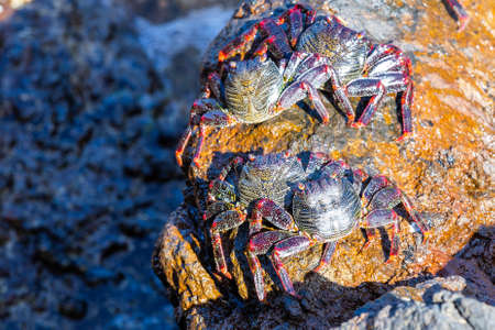 Red crabs on the stones at the ocean shore.の写真素材