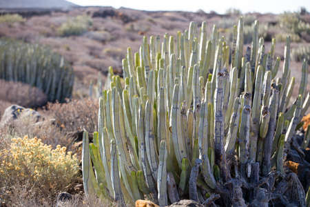 Euphorbia bush growing on the south desert of Tenerifeの写真素材