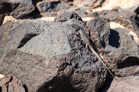 Southern Tenerife Lizard basking on volcanic stoneの写真素材