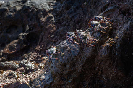Group of big crabs resting on the volcanic stonesの写真素材
