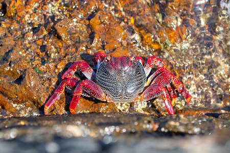 Big red athlantic crab resting on volcanic stone