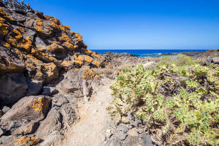 Volcanic landscape of Tenerife south with cactiの写真素材