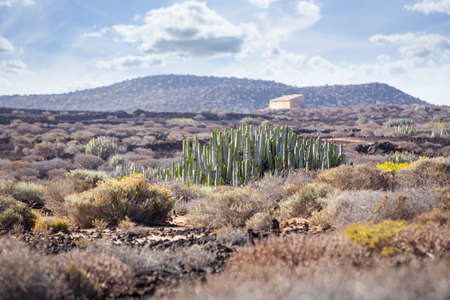 Volcanic landscape of Tenerife south with cactiの写真素材