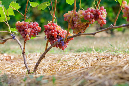 Bunches of ripe grapes on the grapevine in the garden.の写真素材