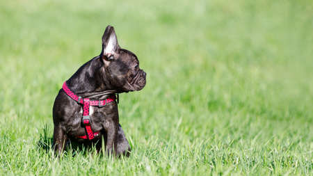 Young French bulldog looking to the empty space on the grass.の写真素材
