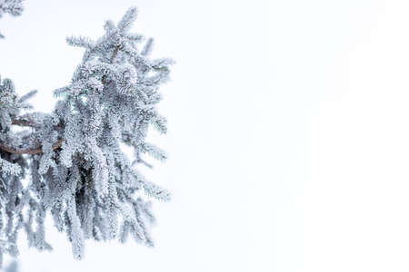 Close up spruce twig covered with hoarfrost in the morningの写真素材