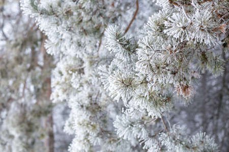Close up pine twig covered with hoarfrost in the morningの写真素材