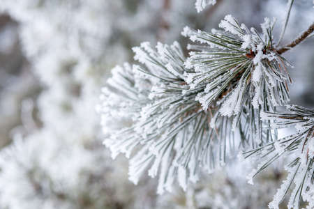Close up pine twig covered with hoarfrost in the morningの写真素材