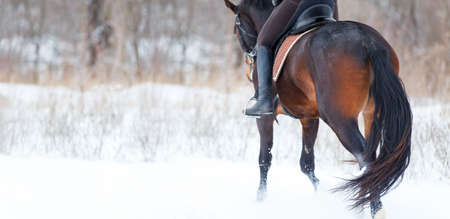 Equestrian sport or horse riding winter concept image with copy spaceの写真素材