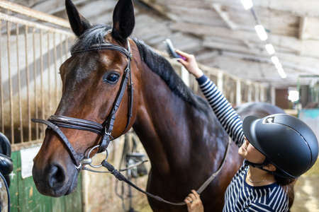 Young girl combing and cleaning her horse at the stableの写真素材