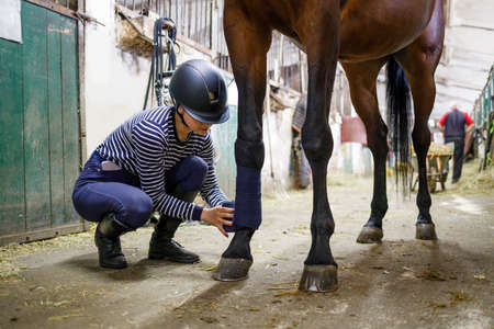 Young girl rider bandaging horse legs before trainingの写真素材