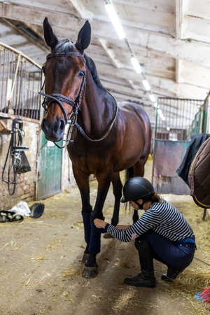 Young girl rider bandaging horse legs before trainingの写真素材