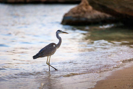 Black-headed heron wading through the sea water at the beachの写真素材