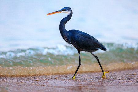 Black-headed heron wading through the sea water at the beachの写真素材