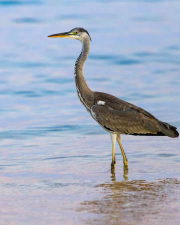 Black-headed heron wading through the sea water at the beachの写真素材