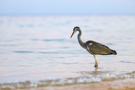 Black-headed heron wading through the sea water at the beachの写真素材