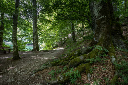 Old trees grow along the path at the nature park near the lake Biogradske jezeroの写真素材