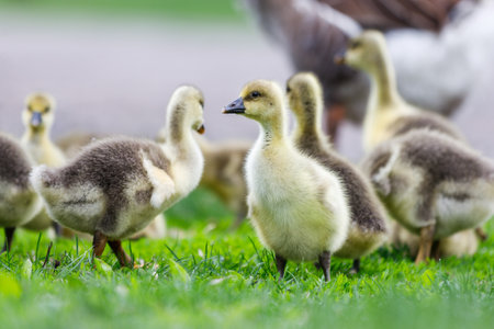 Flock of young geese grazing green grassの写真素材