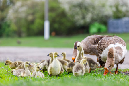 Flock of young goslings with adult geese grazing grassの写真素材