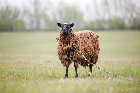 Grunge black sheep grazing grass at the meadow