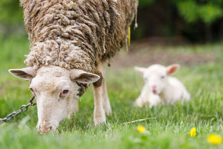 White sheep with its baby grazing grass at the meadow