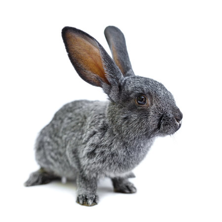 Adorable little gray rabbit isolated on white backgroundの写真素材