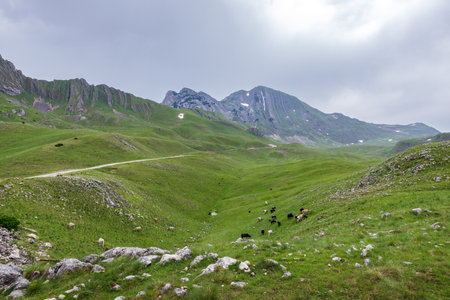 Green valley in mountains of Durmitor national park, Montenegroの写真素材