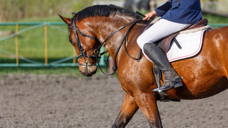 Close up image of bay horse with rider on its back in showjumping event.の写真素材