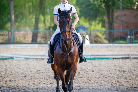 Portrait of the horse on showjumping competitionの写真素材