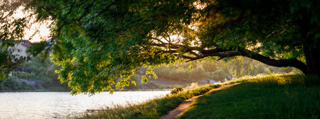 Panoramic high resolution image of tree branch and path in the evening sunlightの写真素材
