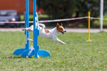 Cute brown Jack Russel terrier jumping over the hurdle on its course in dog agility eventの写真素材
