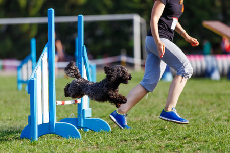 Cute small black dog jumping over the hurdle on its course in dog agility eventの写真素材