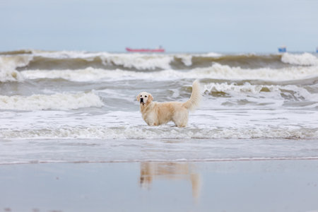 Cute white golden retriever dog fooling around in sea waves.の写真素材